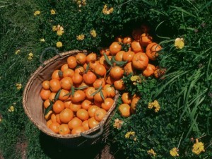 Frutas y verduras